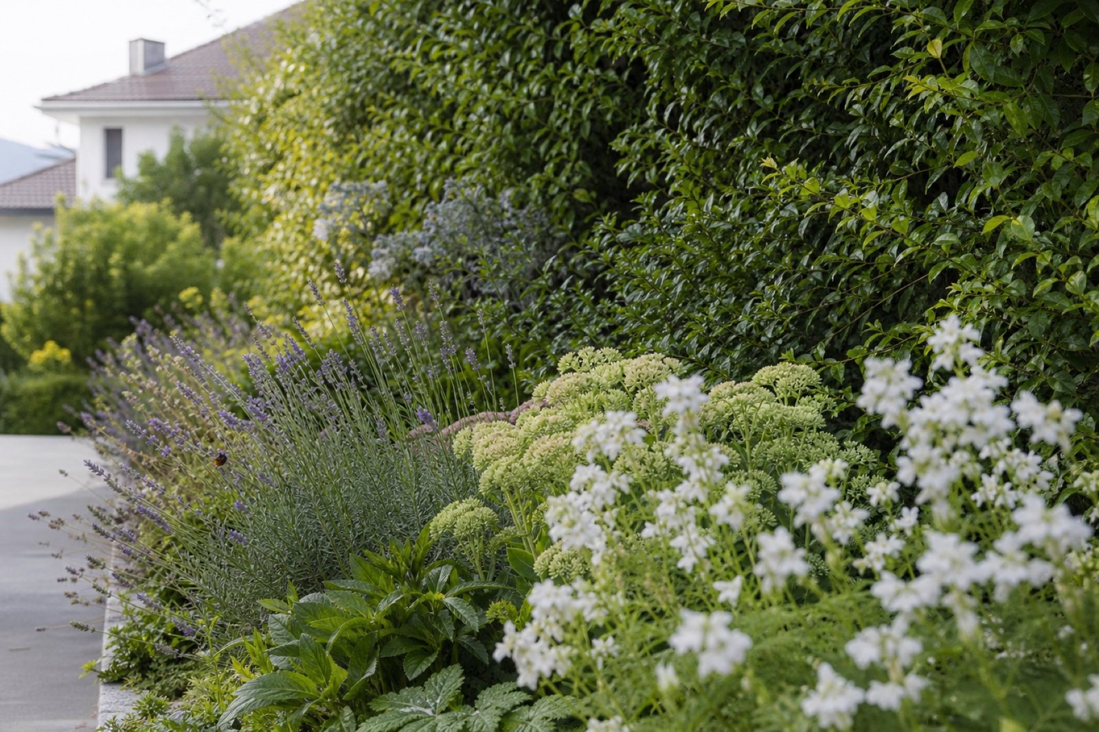 Haie mixte et floraisons accueillant les pollinisateurs