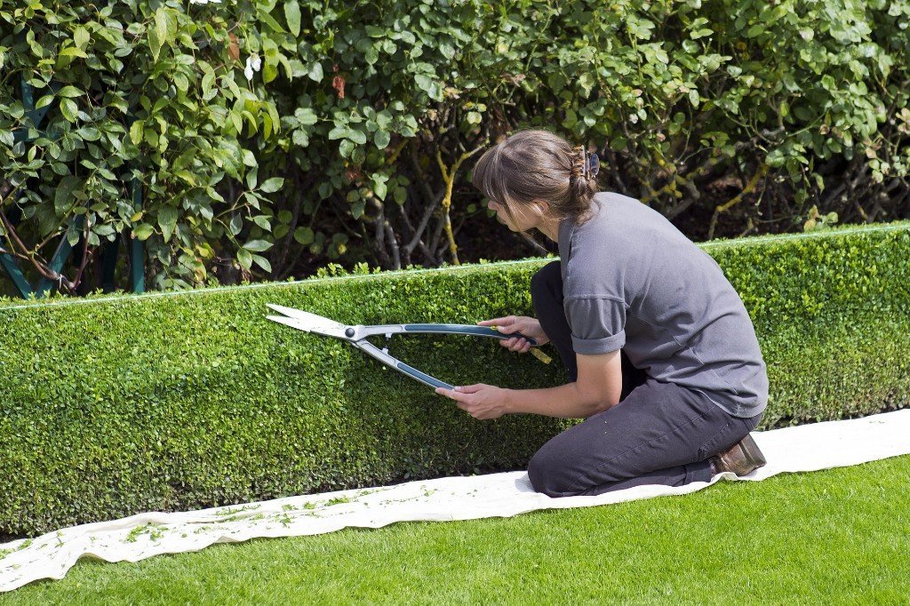 Entretien de haies et espaces verts